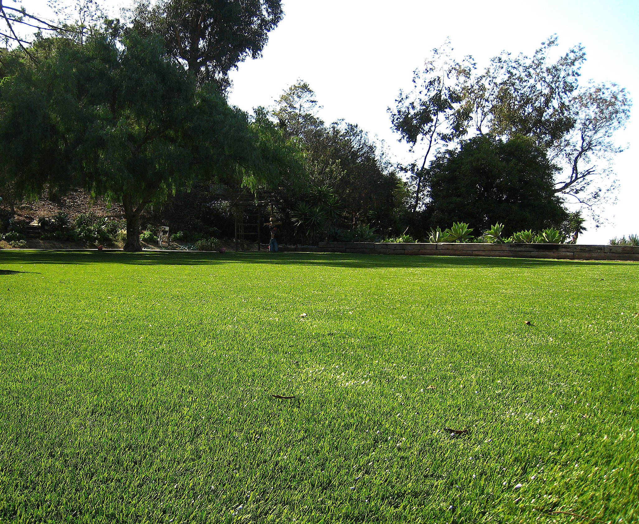Low height. Grass Type Bahia. Landscape ground фен. Geelong Turf. Grassland Backyard.